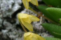 Acianthera leptotifolia