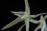 Anathallis linearifolia