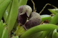 Acianthera bragae