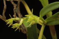 Epidendrum ramosum
