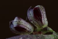 Acianthera punctatiflora