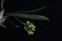 Sanderella riograndensis