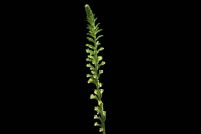 Sauroglossum nitidum